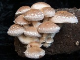 Выращивание грибов шиитаке