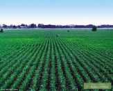 Минеральные удобрения. Гибриды семян кукурузы,подсолнечника на посев 2015 года